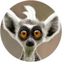 luis leote luis leote